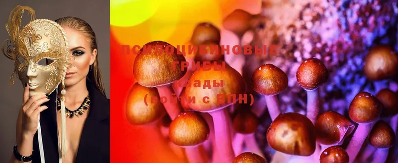 купить закладку  Георгиевск  Псилоцибиновые грибы Magic Shrooms 